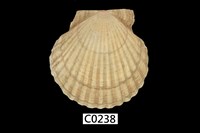 藏品(白碟海扇蛤)的圖片